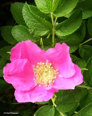 Wild Rose 2