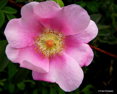 Wild Rose 3 