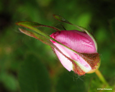 Wild Rose 4