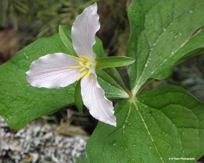 Trillium 1