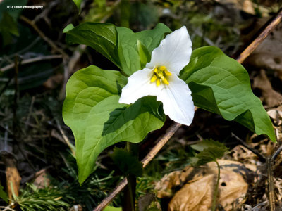 Trillium