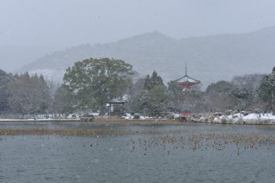 Daikaku-ji Temple at Kyoto