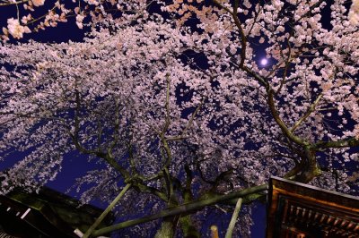 Sakura 2013 at Kyoto
