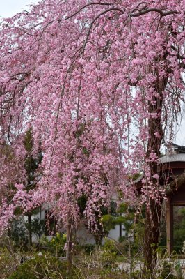 Taikenmon-in Sakura at Hou Kongo-in Temple