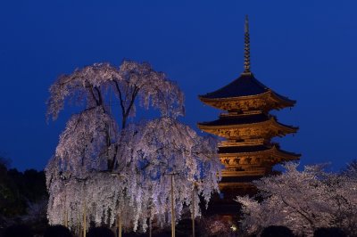Fuji-sakura at Toji-Temple Kyoto