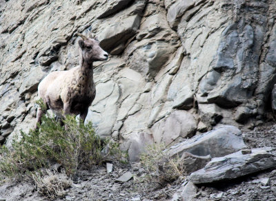 Sure footed mountain goats
