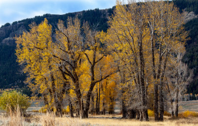 Yellowstone National Park