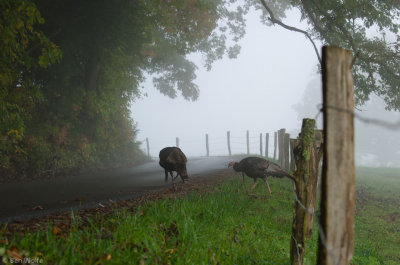 Gobbler Crossing