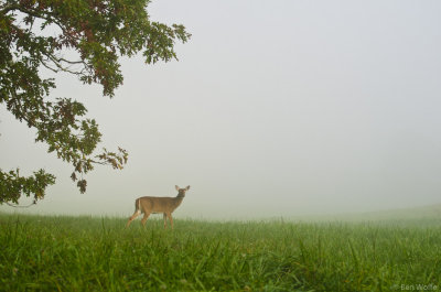 Fall Morning in The Cove