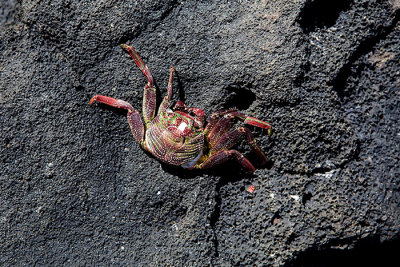 Crab on Lava Kauai