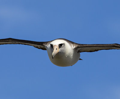 Laysan Albatross Flight I