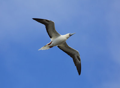 Red Footed Booby Flight I