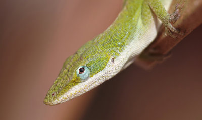 backyardlizard