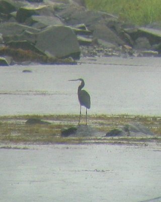 Western Reef Heron