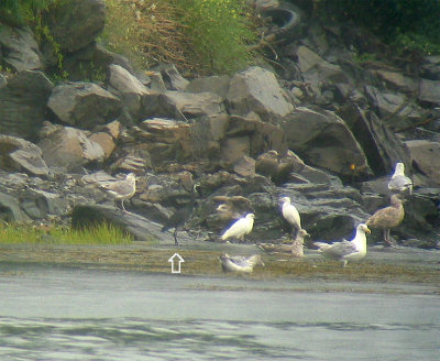 Western Reef Heron