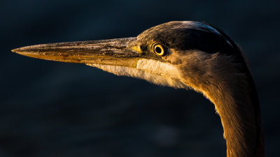 Great Blue Heron Profile