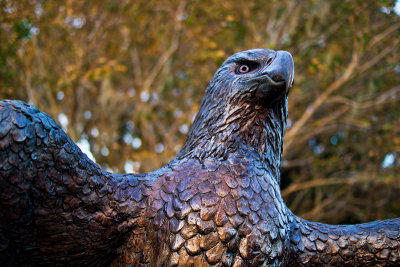 Eagle at Memorial Park
