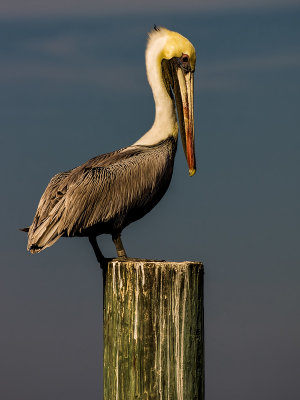 Pelican Pose