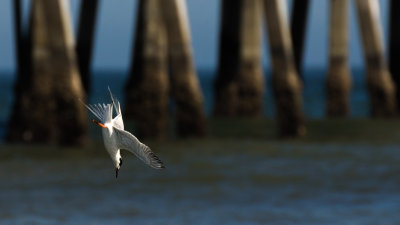 Pier and Dive