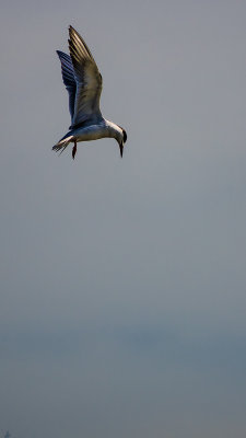 Hovering.jpg