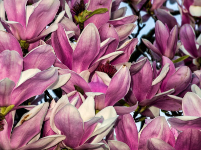 Japanese Magnolia #4