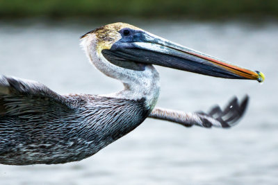 Partial Pelican on the Wing