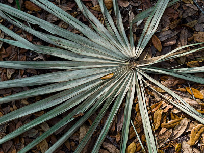 Guana Preserve #2