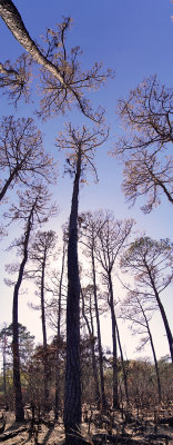 Guana Preserve #7