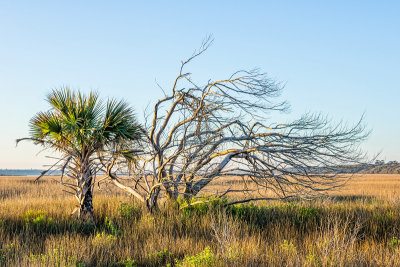 Guana Preserve #1