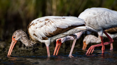 Three Ibises