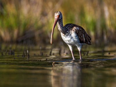 Ibis and Water