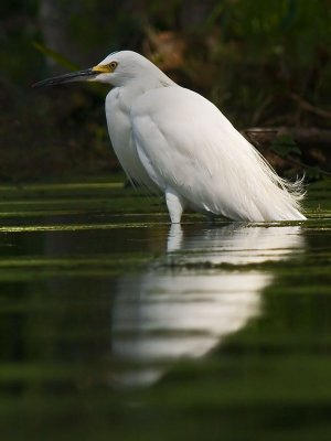 Wading