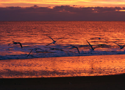 Gulls at sunrise 