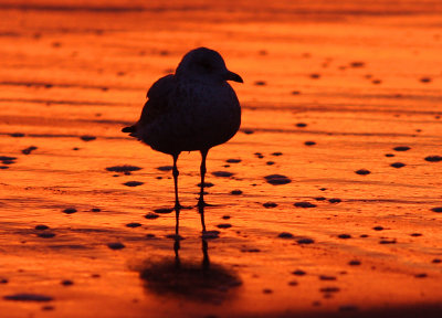 Gull silhouette at sunrise.