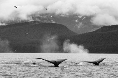 Juneau humpbacks