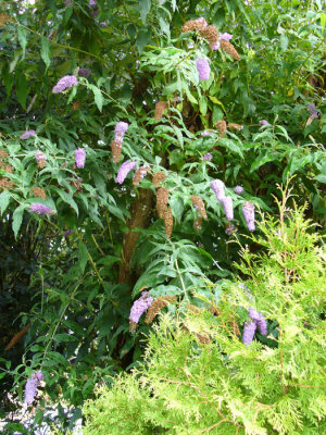 P1010459.jpg