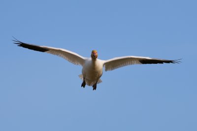 A57V0650.JPG