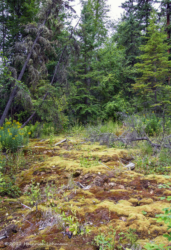 K5G2817-Liard Hotsprings.jpg