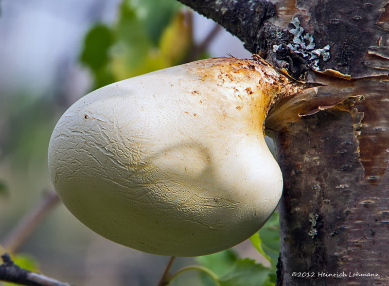 K5G4937-Birch Polypore .jpg