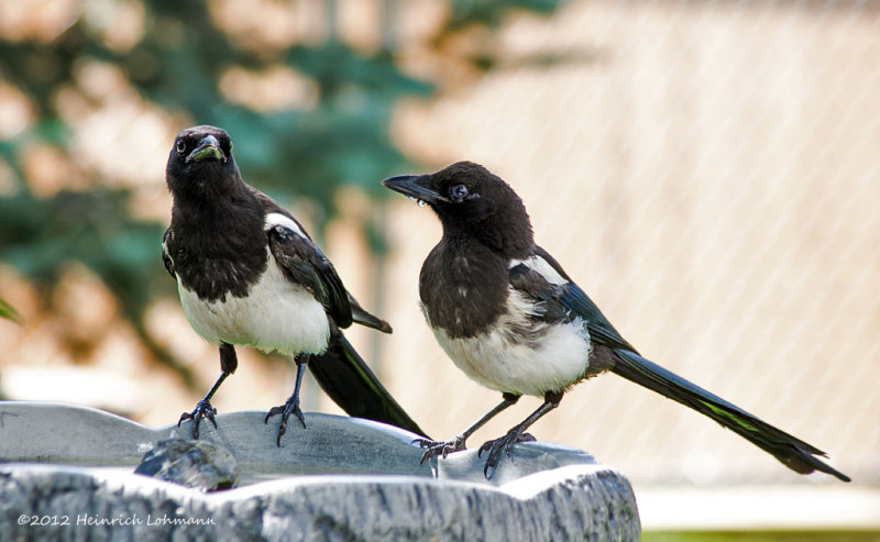 K5G2038-Blacked-Billed Magpie.jpg