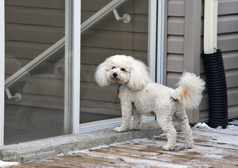 K5G6492-Buddy.jpg