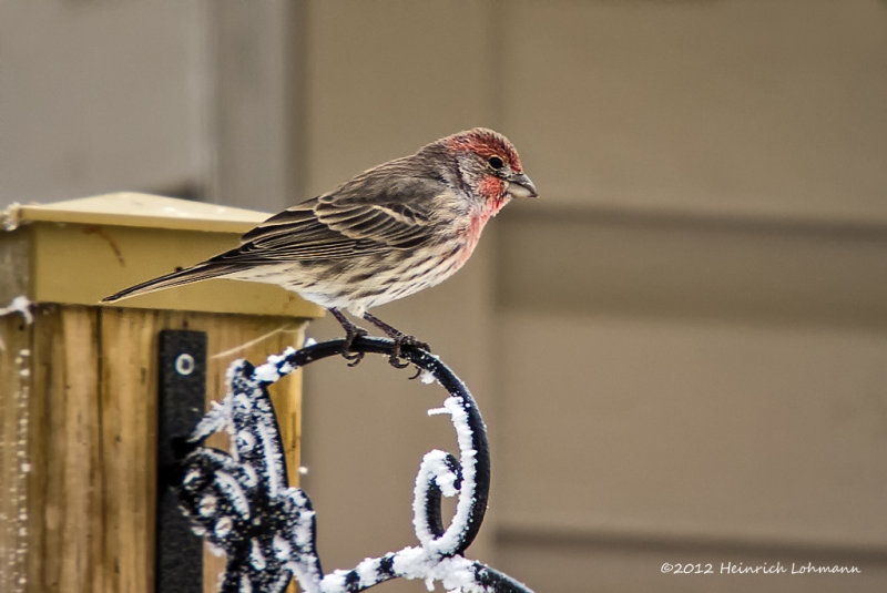 K5G6567-House Finch.jpg