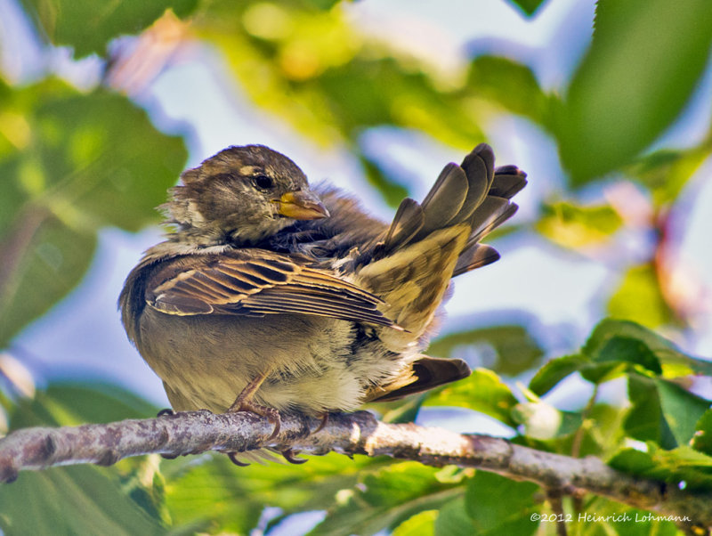 K5G6433-House Sparrow.jpg