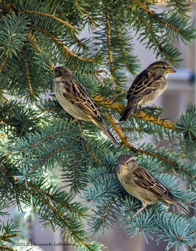 K5G6404-Sparrows.jpg
