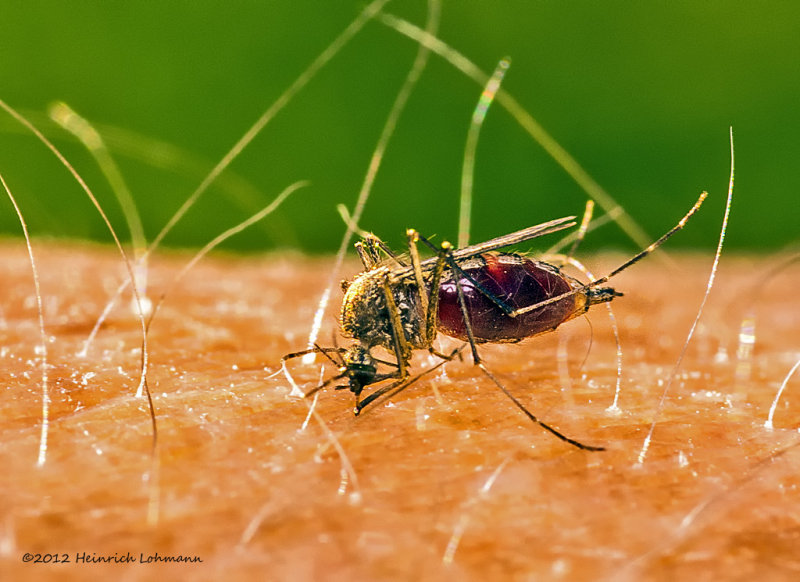 K5G5142-Mosquito.jpg