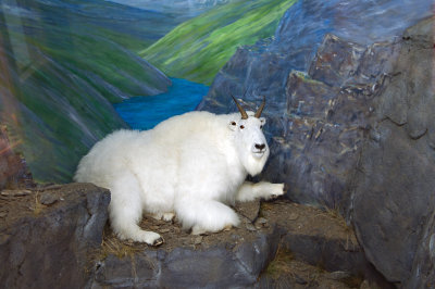 K241564-Mountain Goat.jpg