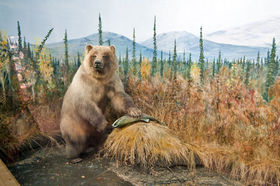 K241592-Grizzly Bear.jpg