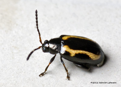 K5G5229-Unidentified tiny beetle.jpg