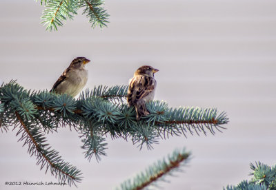 K5G6402-Sparrows.jpg