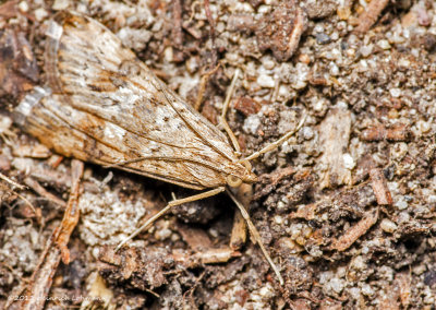 K5G5093-unidentified moth.jpg
